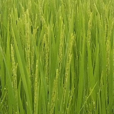 优质新米，香甜可口，营养丰富，健康生活的**，现货直供，二号
