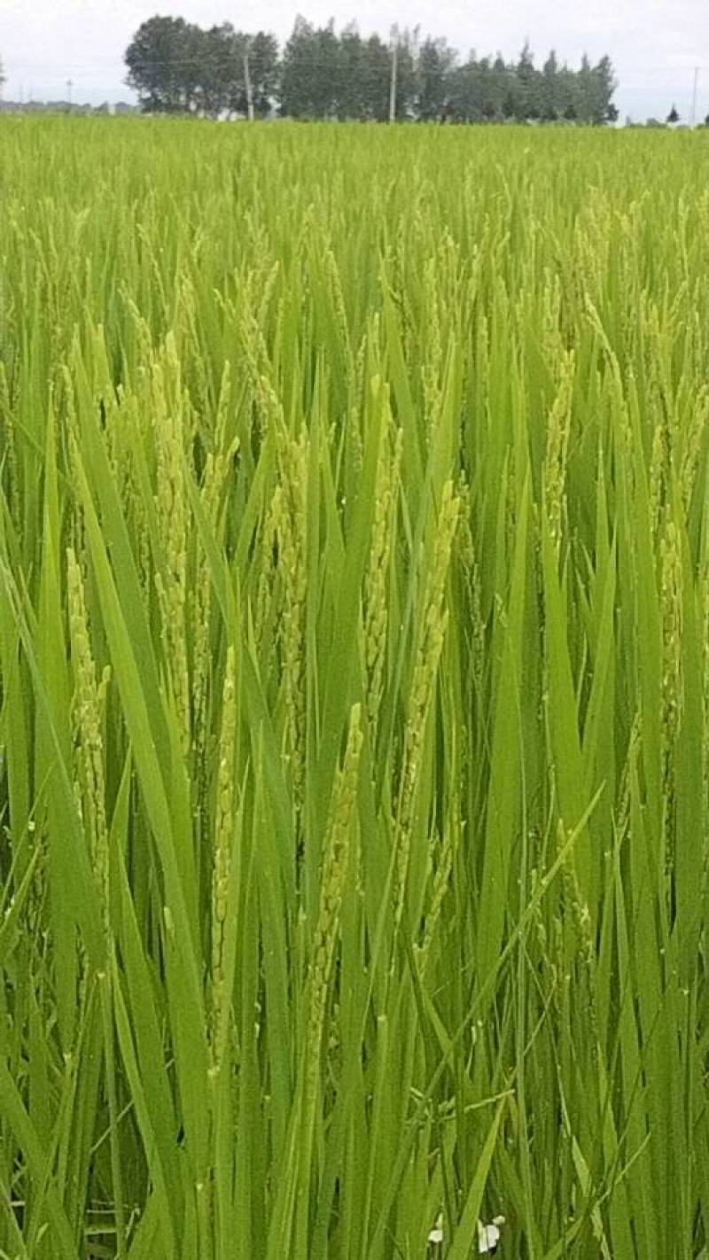 优质新米，香甜可口，营养丰富，健康生活的**，现货直供，二号