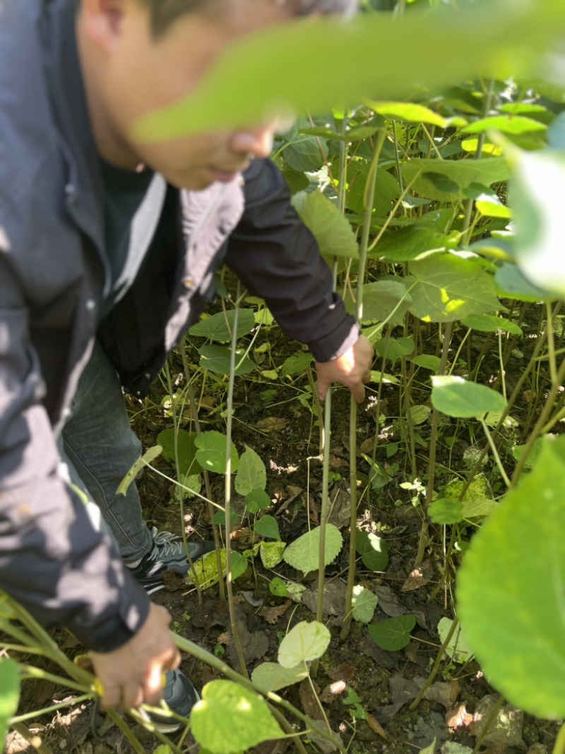 山桐子苗山桐子小苗毛叶山桐子地径1公分