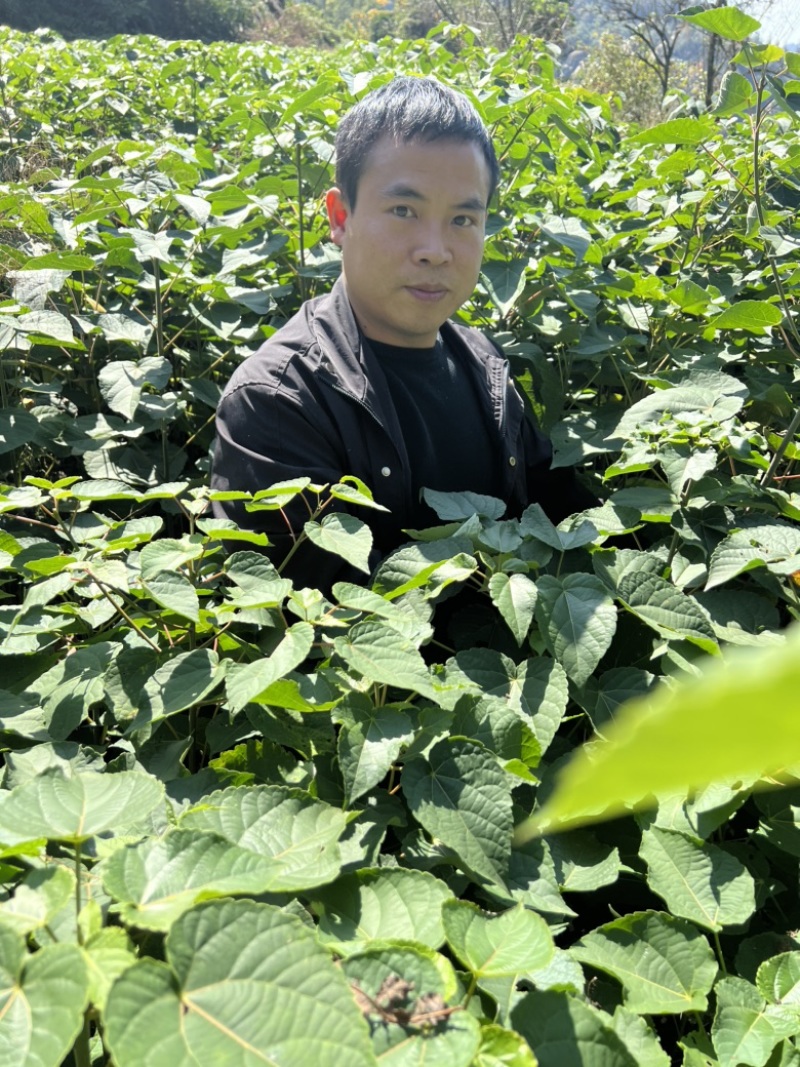 山桐子苗山桐子小苗毛叶山桐子地径1公分