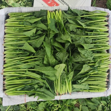 精品菠菜大量供应