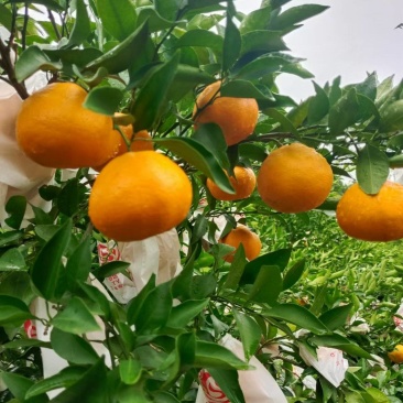春见耙耙柑