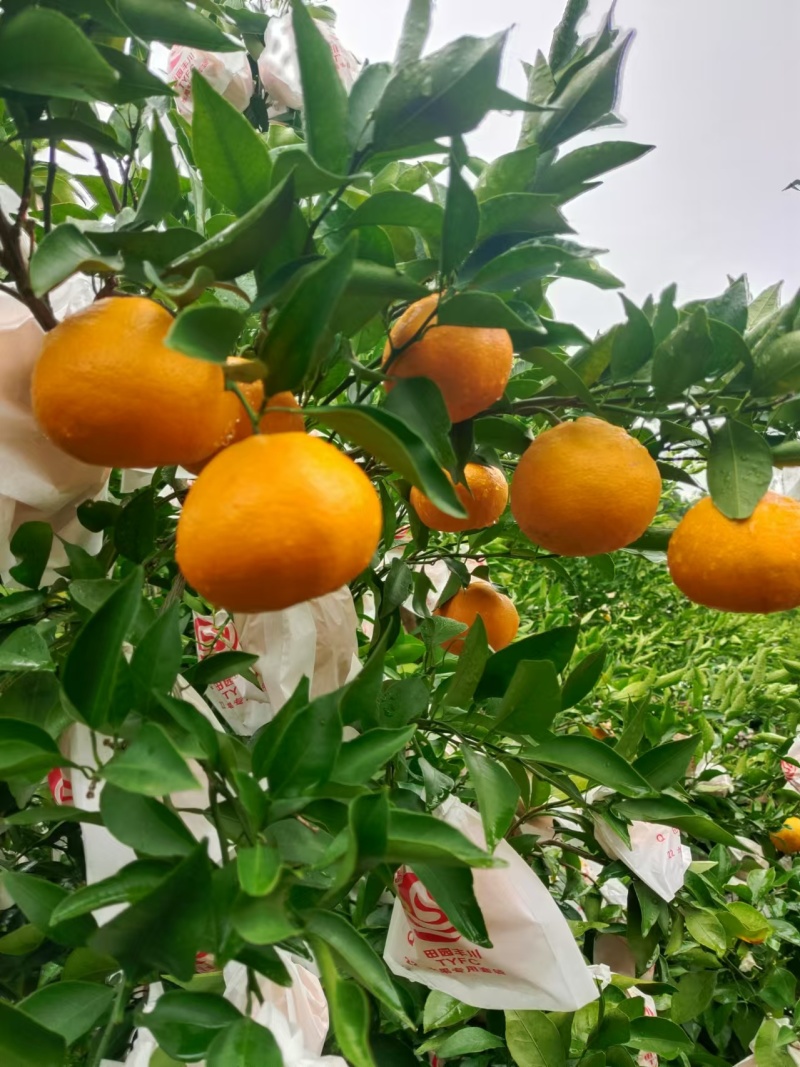 春见耙耙柑