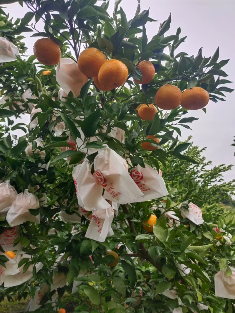 春见耙耙柑