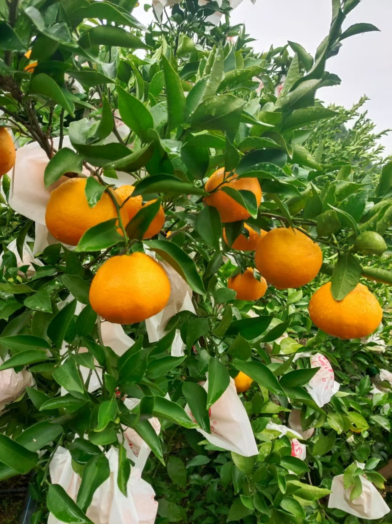 春见耙耙柑
