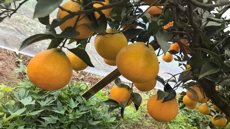 春见耙耙柑