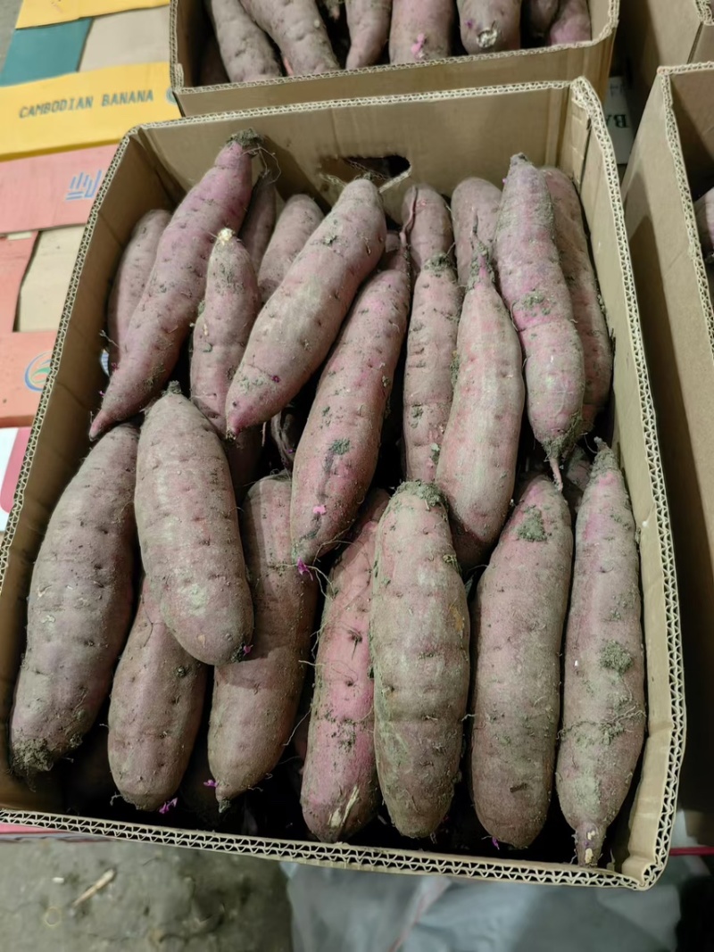 精品红瑶红薯大量上市冰糖心软糯香甜产地直发品质保障