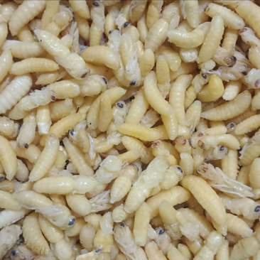 树蜂12级混搭