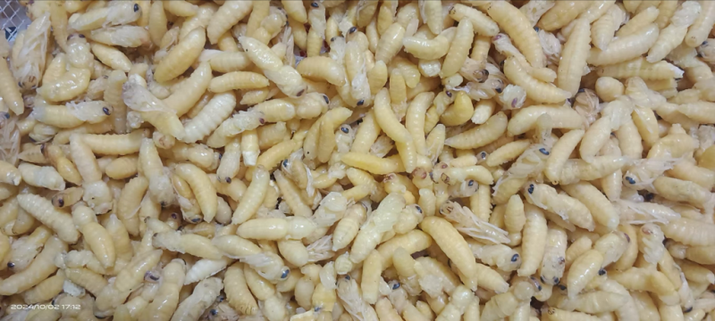 树蜂12级混搭