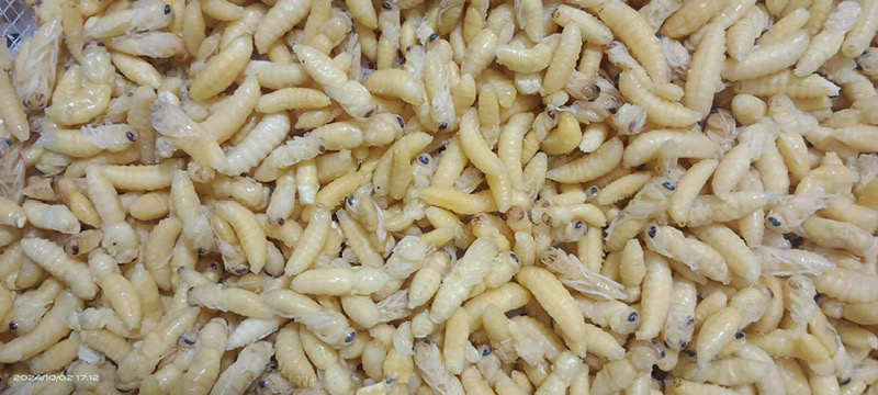 树蜂12级混搭