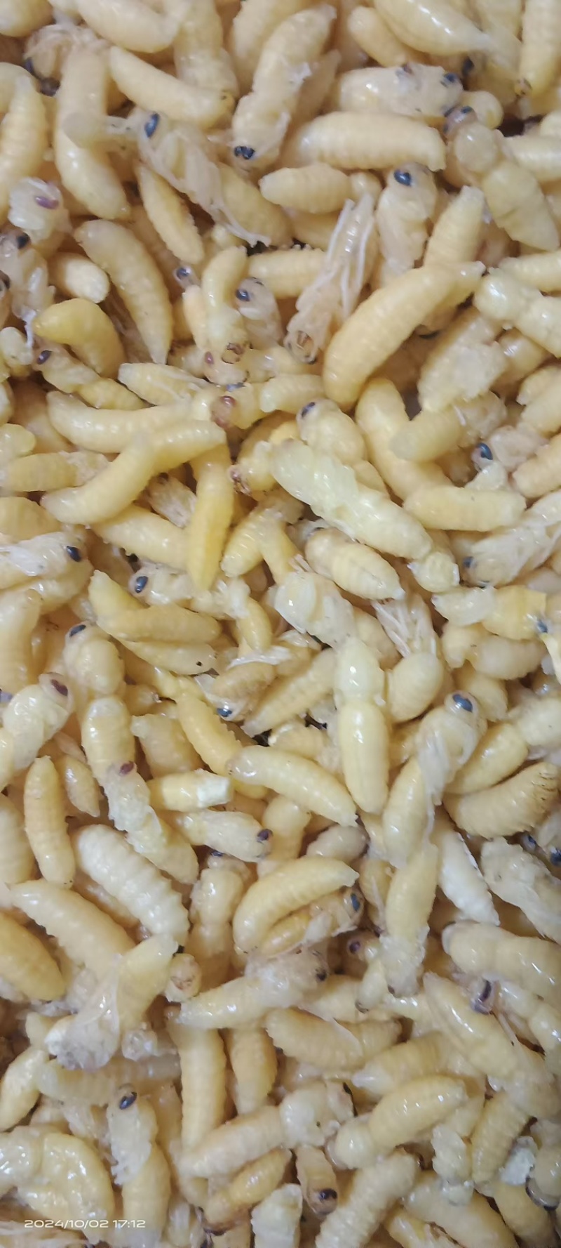 树蜂12级混搭