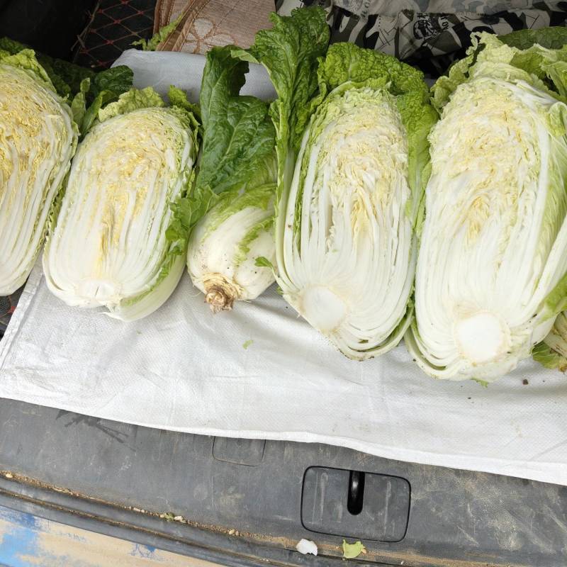 黄心大白菜