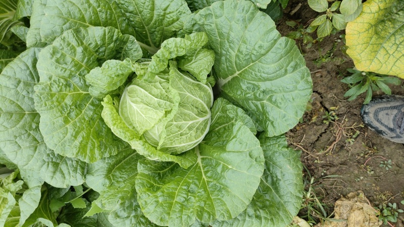 黄心大白菜