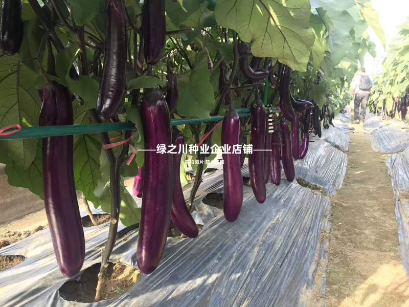 紫红长茄种子高品质长茄种子紫美人茄子种籽白肉四季蔬菜种子