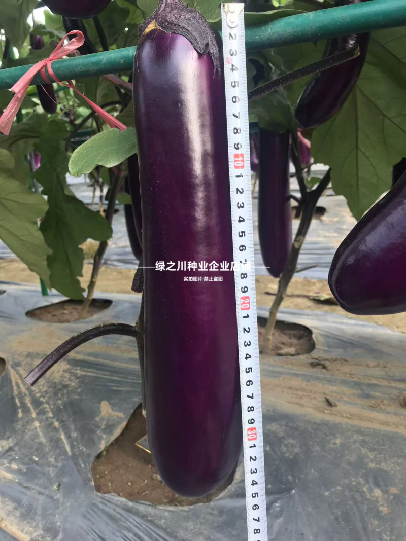 紫红长茄种子高品质长茄种子紫美人茄子种籽白肉四季蔬菜种子