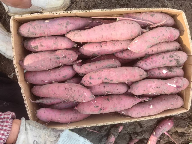 天津岳龙红瑶红薯榴莲蜜薯产地一手货源对接商超市场等