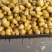 【腌芥菜】大量供应去年腌渍两道梅芥菜疙瘩