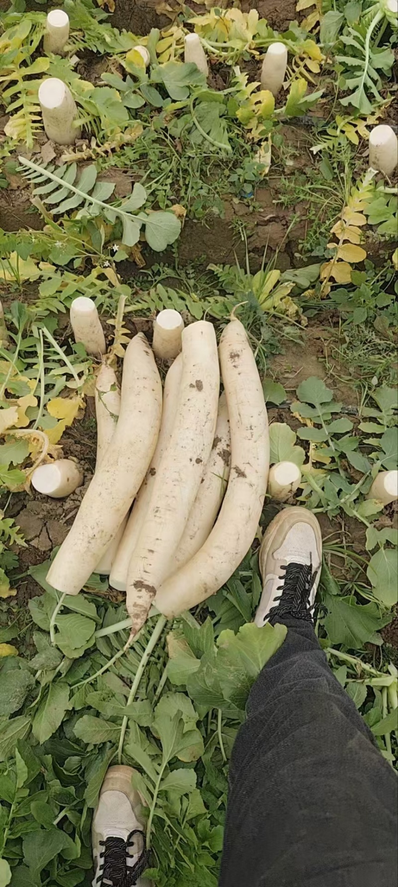 大量供应加工厂用的通货大根萝卜