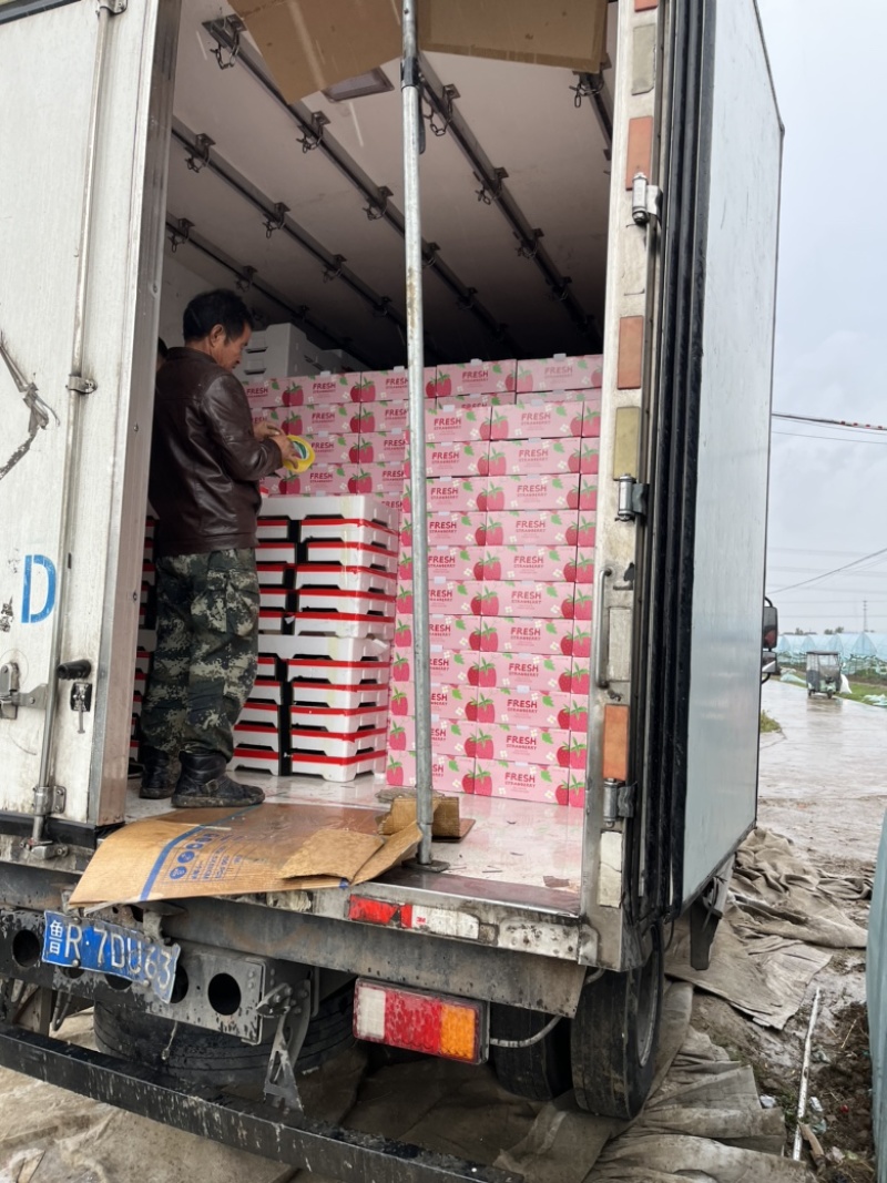 接预订天仙醉草莓草莓产地直发品质保障全国发货