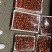 接预订天仙醉草莓草莓产地直发品质保障全国发货