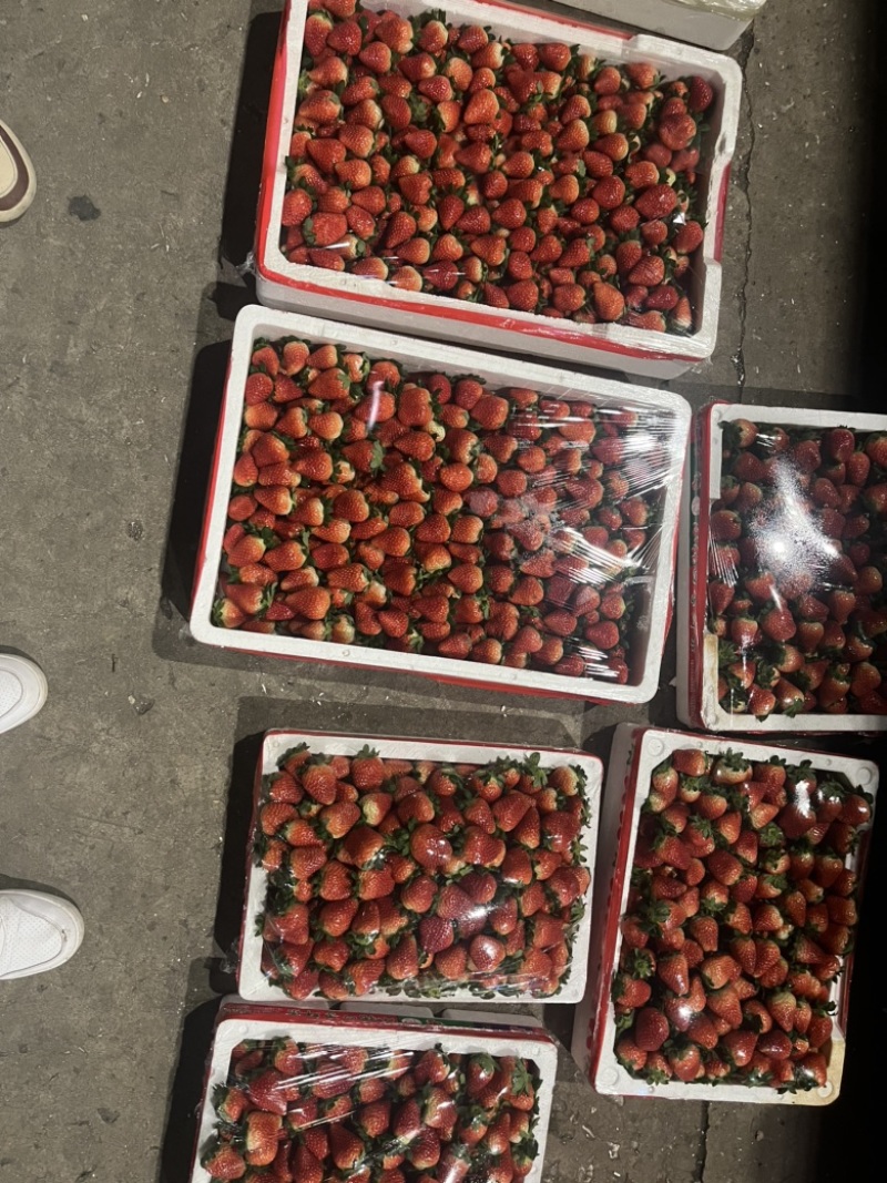 接预订天仙醉草莓草莓产地直发品质保障全国发货