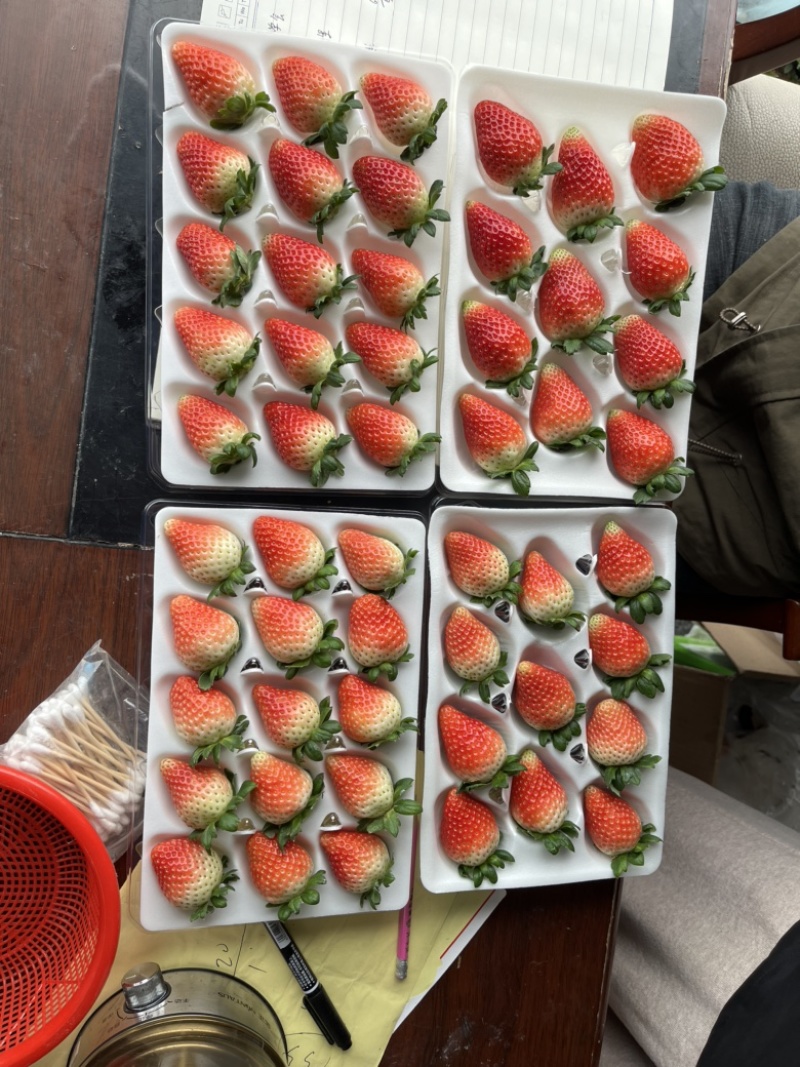 接预订天仙醉草莓草莓产地直发品质保障全国发货