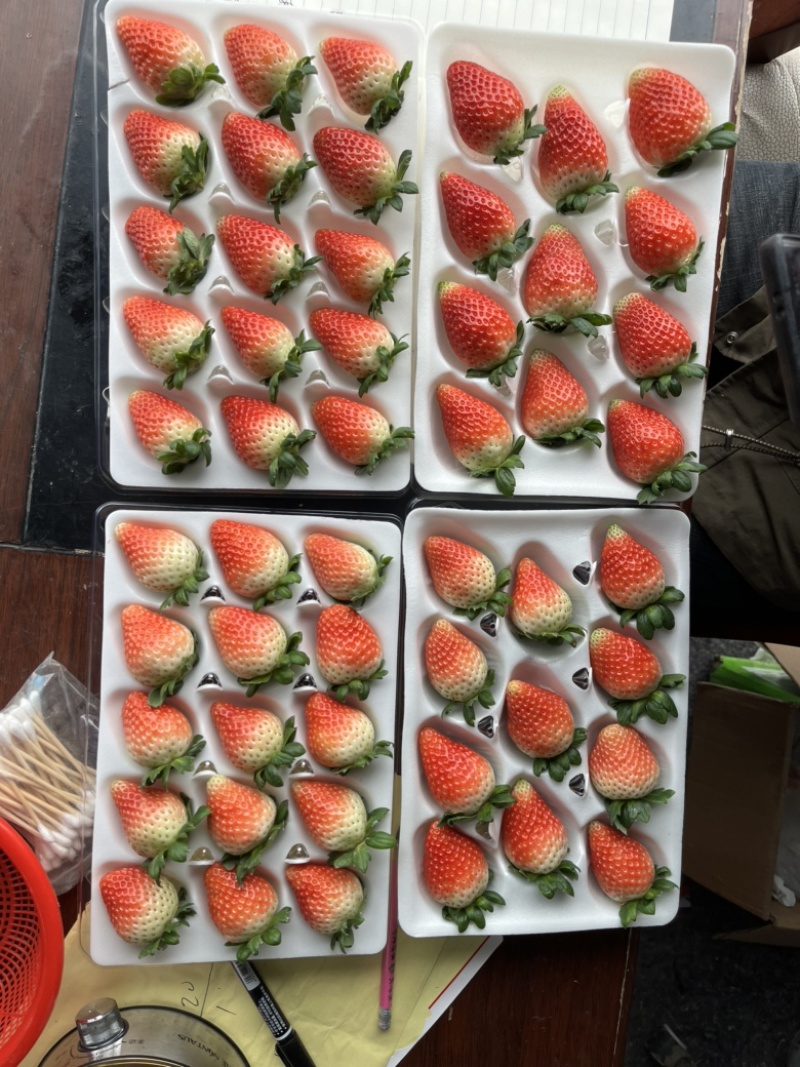 接预订天仙醉草莓草莓产地直发品质保障全国发货