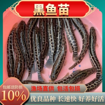 黑鱼苗乌鱼苗正交黑鱼苗杂交黑鱼苗优质乌鳢鱼苗大量供应