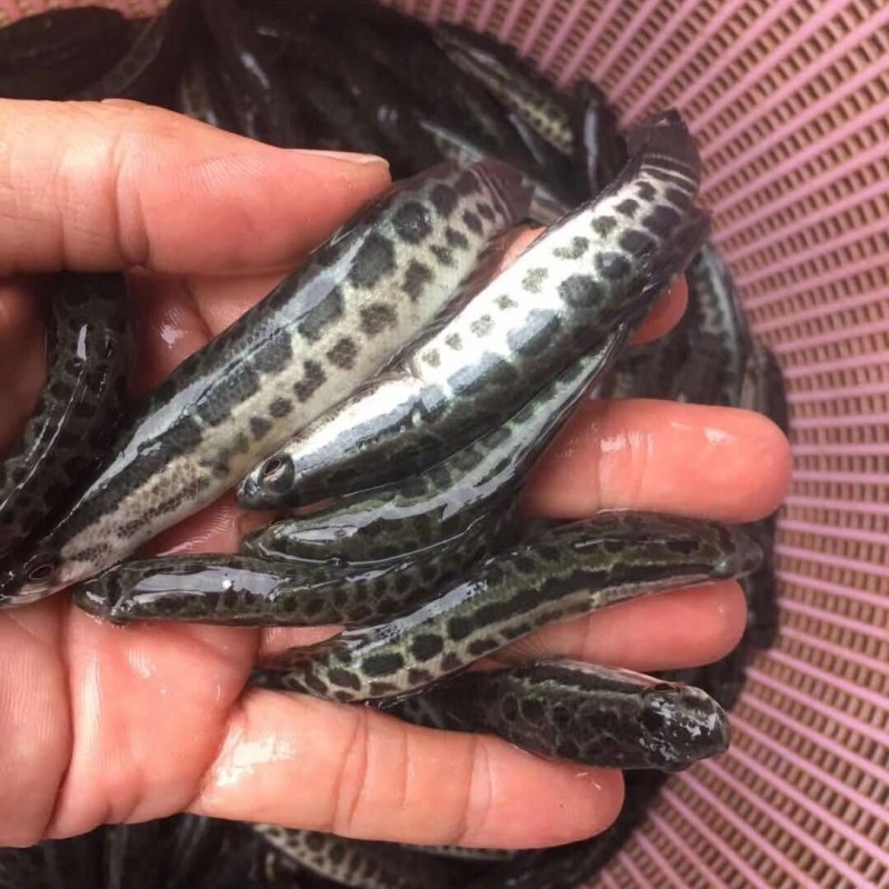 黑鱼苗乌鱼苗正交黑鱼苗杂交黑鱼苗优质乌鳢鱼苗大量供应