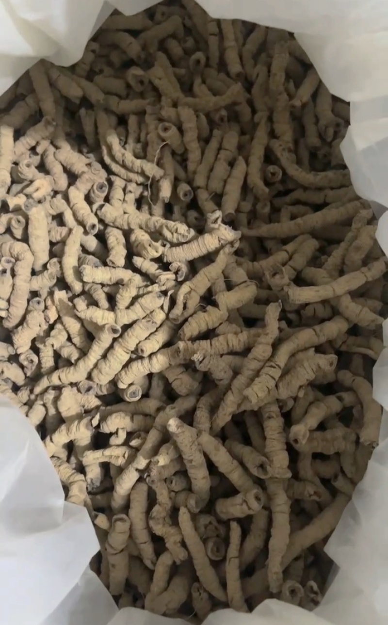产品质量保证正宗广东省德庆县高良镇巴戟天