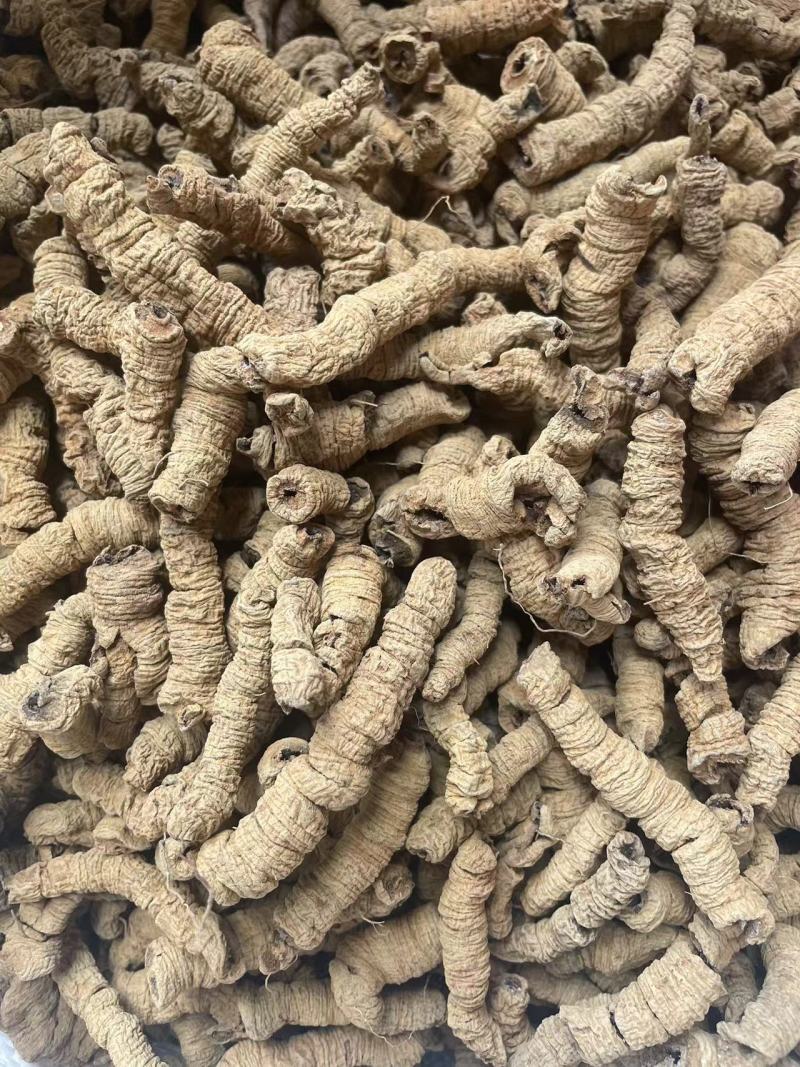 产品质量保证正宗广东省德庆县高良镇巴戟天