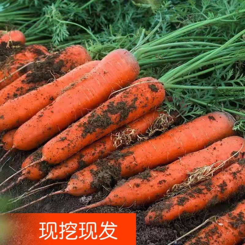精品红萝卜，开封产地直发，品质保证，可视频看货，欢迎来电