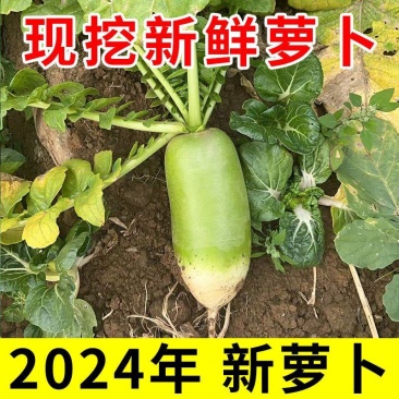 青萝卜一手货源，全国发货，对接各大电商，批发市场等