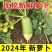青萝卜一手货源，全国发货，对接各大电商，批发市场等