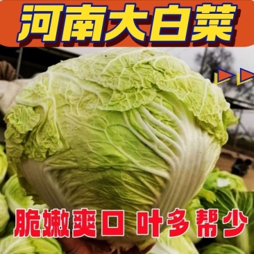 河南鸡腿白菜，基地货源，全国直发，价格便宜，保质保量