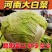 河南鸡腿白菜，基地货源，全国直发，价格便宜，保质保量