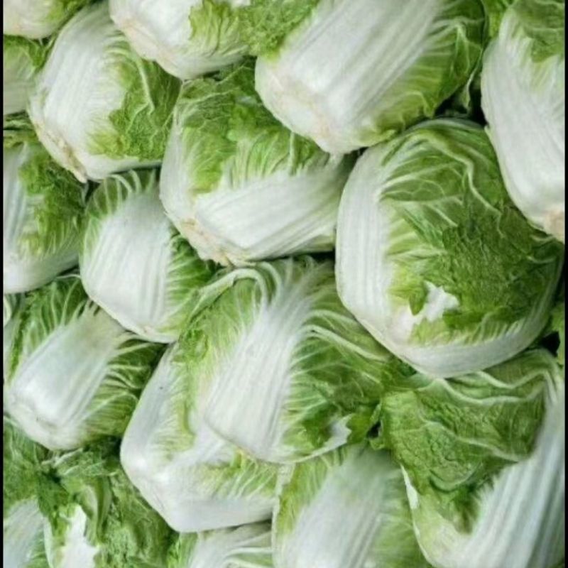 河南鸡腿白菜，基地货源，全国直发，价格便宜，保质保量