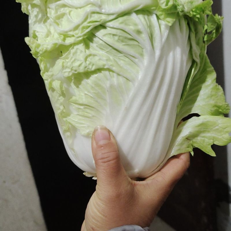 河南鸡腿白菜，基地货源，全国直发，价格便宜，保质保量