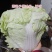 河南鸡腿白菜，基地货源，全国直发，价格便宜，保质保量
