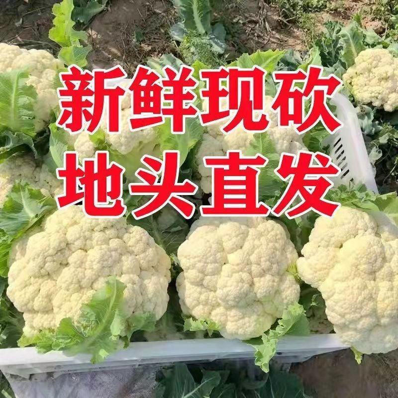 精品有机花大量供应，品质保证，量大从优，欢迎来电