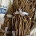 野生千斤拔干货足干
