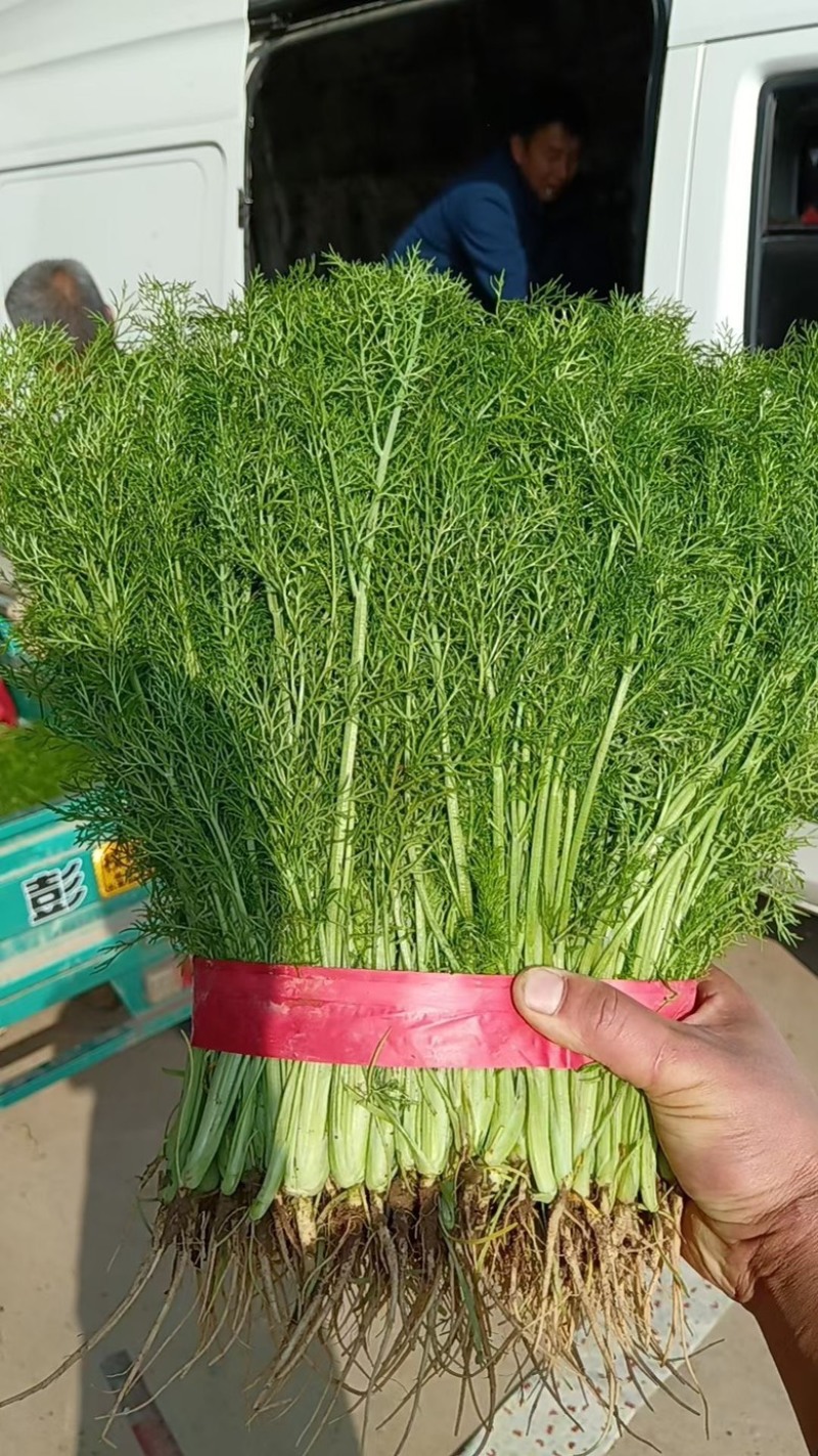 精品茴香，产地一手货源，适合各大电商批发商，欢迎咨询