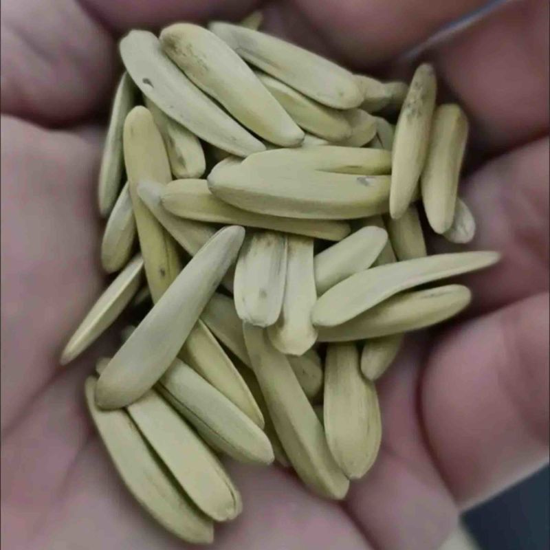电商货牙签瓜子五香味瓜子新疆马牙瓜子