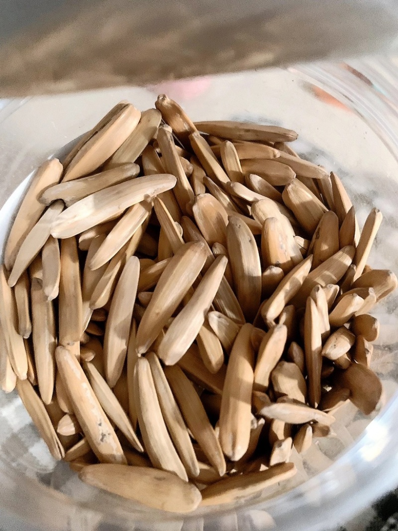 电商货牙签瓜子五香味瓜子新疆马牙瓜子
