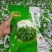 精品带装裙带菜一包100克
