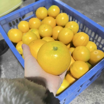 永兴冰糖橙