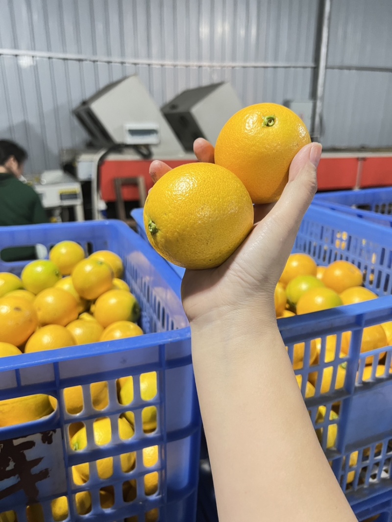 永兴冰糖橙