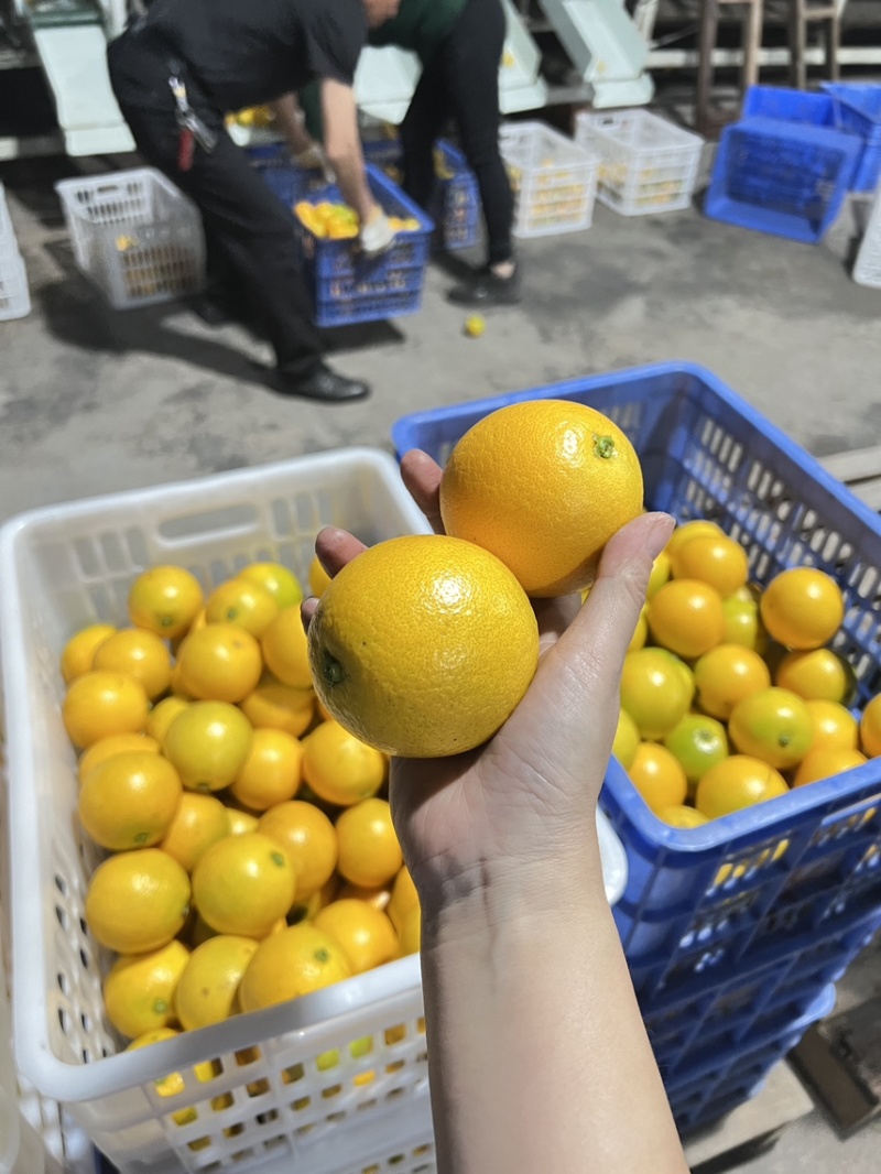 永兴冰糖橙