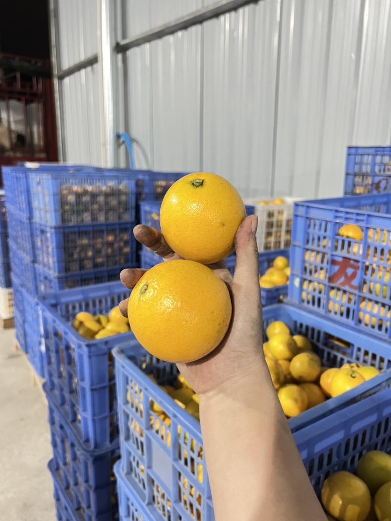 永兴冰糖橙