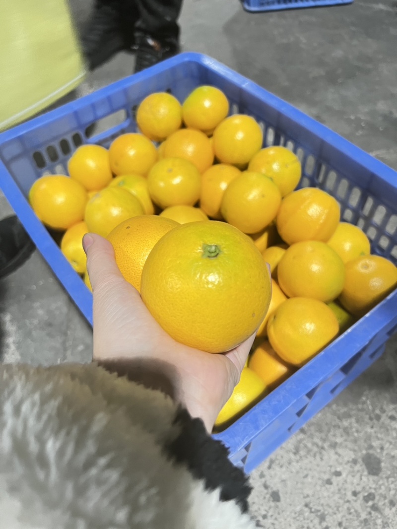 永兴冰糖橙
